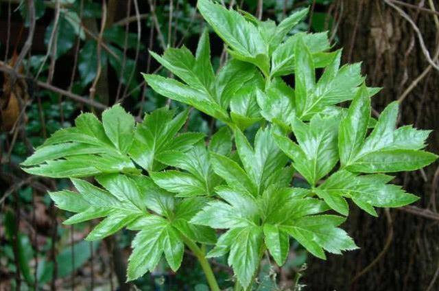 农村常见中草药300种（春天吃什么野菜？）