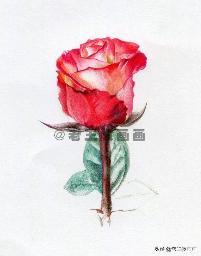 玫瑰花怎么画漂亮又复杂（彩铅教程｜马可·雷诺阿3100油性彩铅48色）