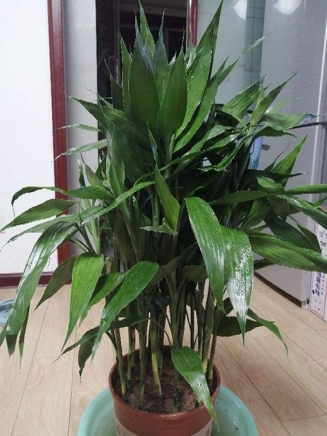 家里养什么花好 旺财 风水（这6种“富贵花”，寓意吉祥，富贵招财！）