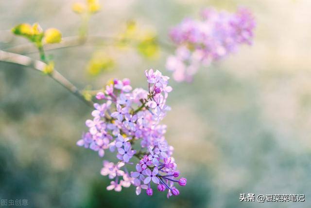什么副业适合上班族（夏菜菜自媒体创业经验分享）