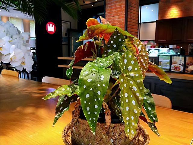 适合在家里室内养殖业（家里养这6种盆栽植物，不仅好看，而且养护容易）