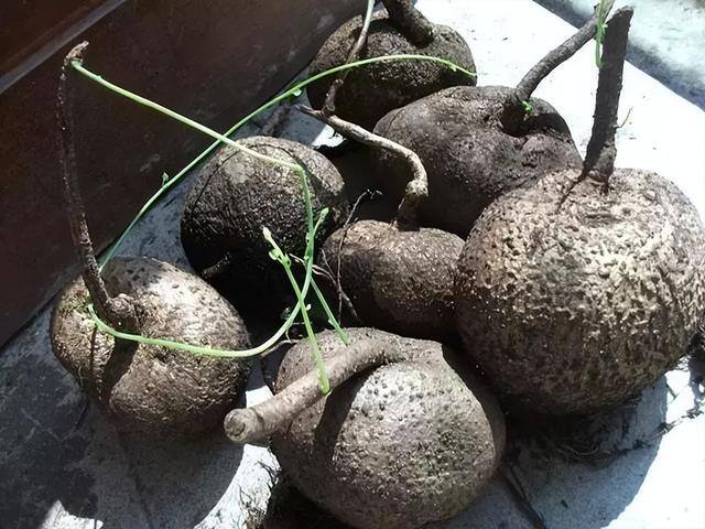 适合在家里室内养殖业（家里养这6种盆栽植物，不仅好看，而且养护容易）