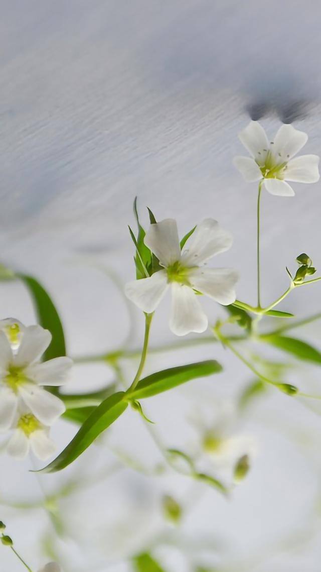 手机壁纸花（植物及花卉清新美图）