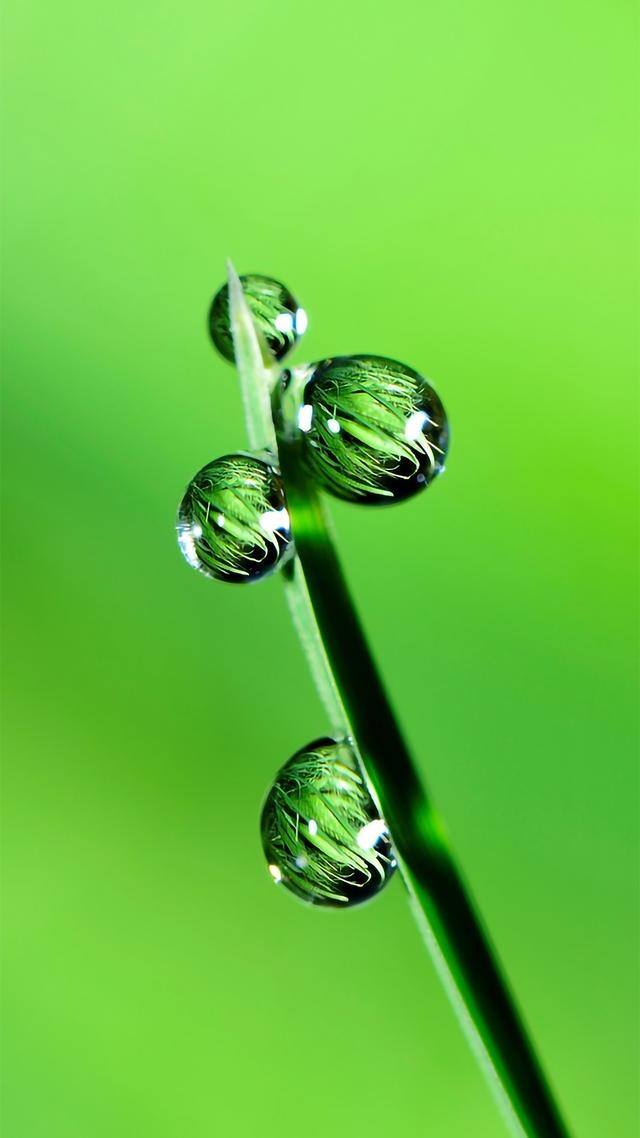 手机壁纸花（植物及花卉清新美图）