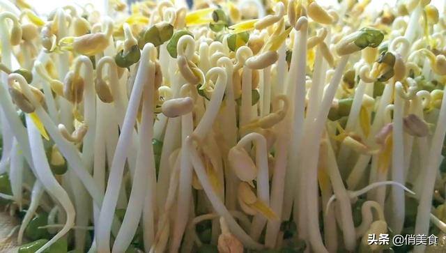 怎样发绿豆芽在家里（用重物压一下，豆芽才会又粗又壮第四：要4天，生豆芽，每天早晚又各浇一次水）