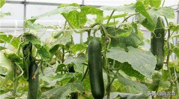 农村种植什么赚钱不愁销路（2022年农村种植什么赚钱不愁销路）