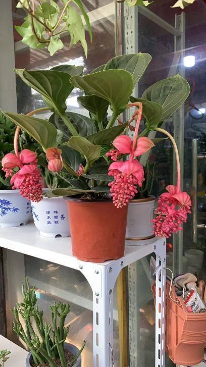 家里养什么花好 旺财 风水（这6种“富贵花”，寓意吉祥，富贵招财！）