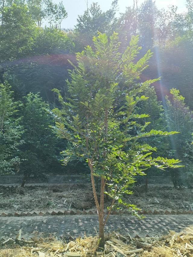 门口放什么植物好风水（家门口种这6种树，生活差不多，）