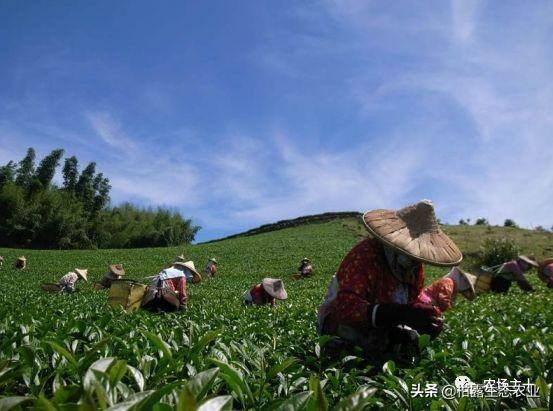 致富经一亩地赚60万（《致富经》的花式取名，巧设悬念，堪称标题党祖师级别）