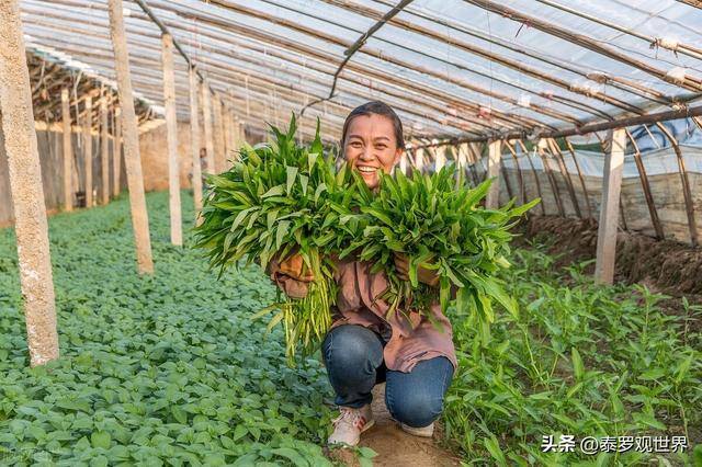 在菜市场做什么生意比较赚钱（蔬菜生意背后的赚钱门道）
