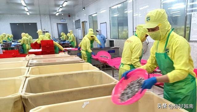 越南打工一个月多少钱（揭示越南工人目前的收入水平）