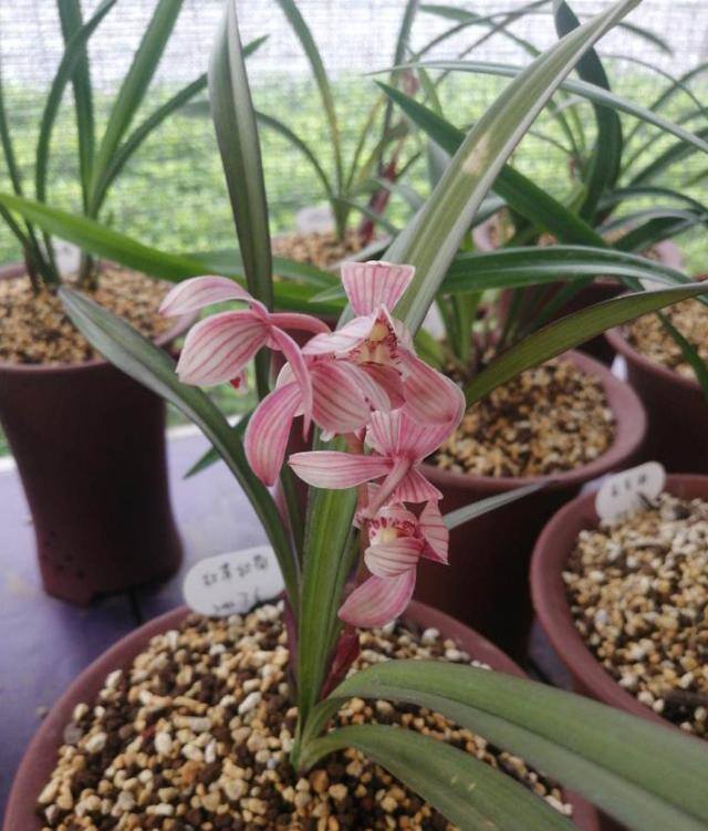 最好养的10种兰花（适合新手养的建兰品种有哪些？）