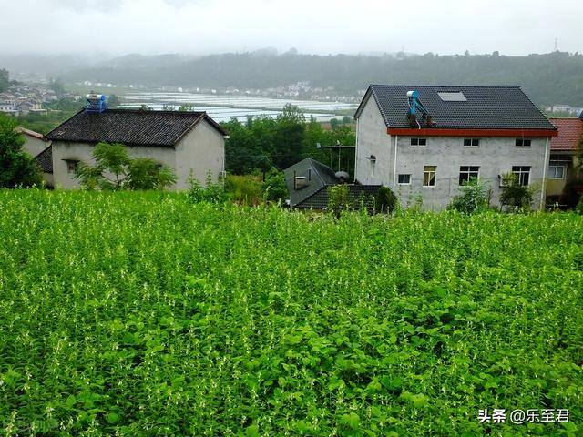 退休在家干点什么挣钱呢（老年人退休后做什么工作比较好？）