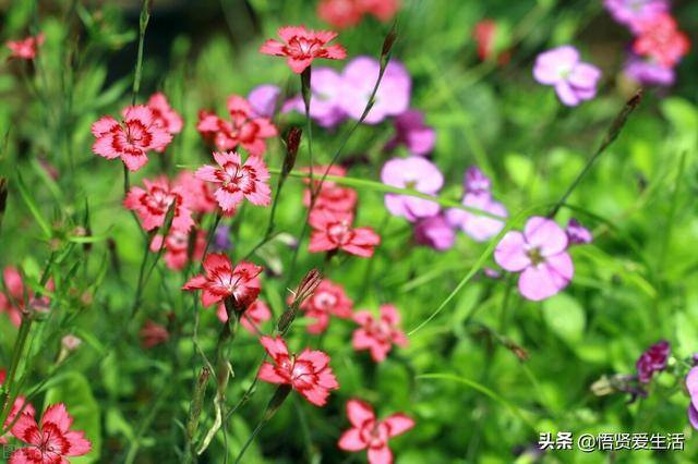 门口外面放什么植物好风水（大门口养什么花比较好？）