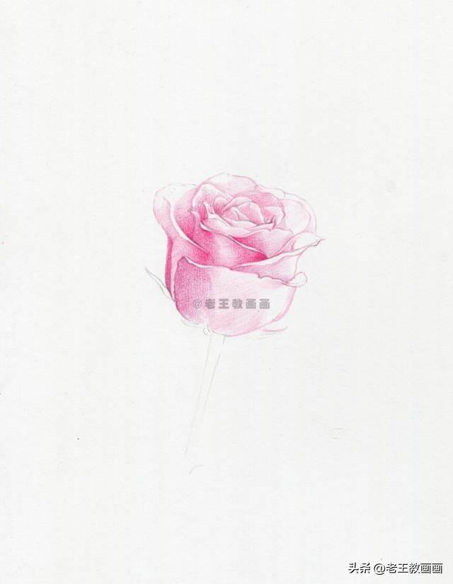 玫瑰怎么画才好看（彩铅玫瑰花（范画原稿展示））
