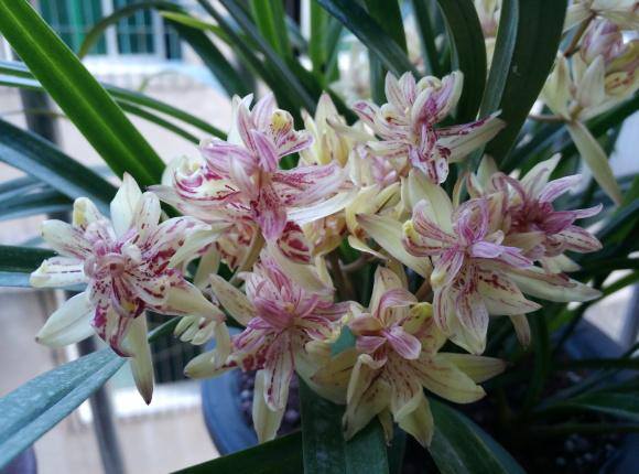 最好养的10种兰花（适合新手养的建兰品种有哪些？）