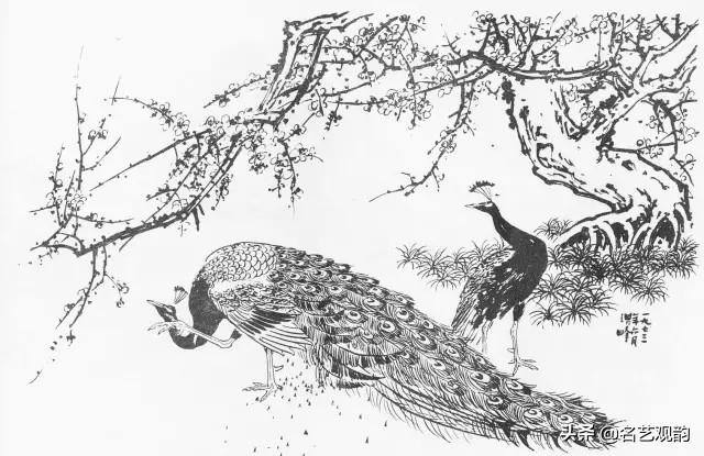 孔雀怎么画简单又漂亮（《花鸟画谱》之孔雀的画法）