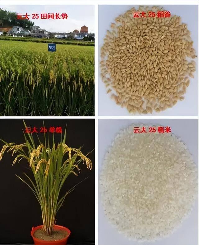 零投资种植项目（云南多年生稻技术）