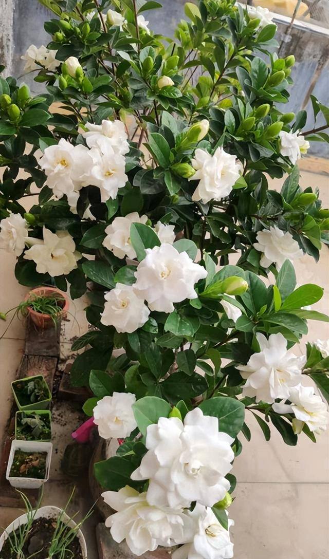 庭院花卉种植品种（最香的几种花卉植物）