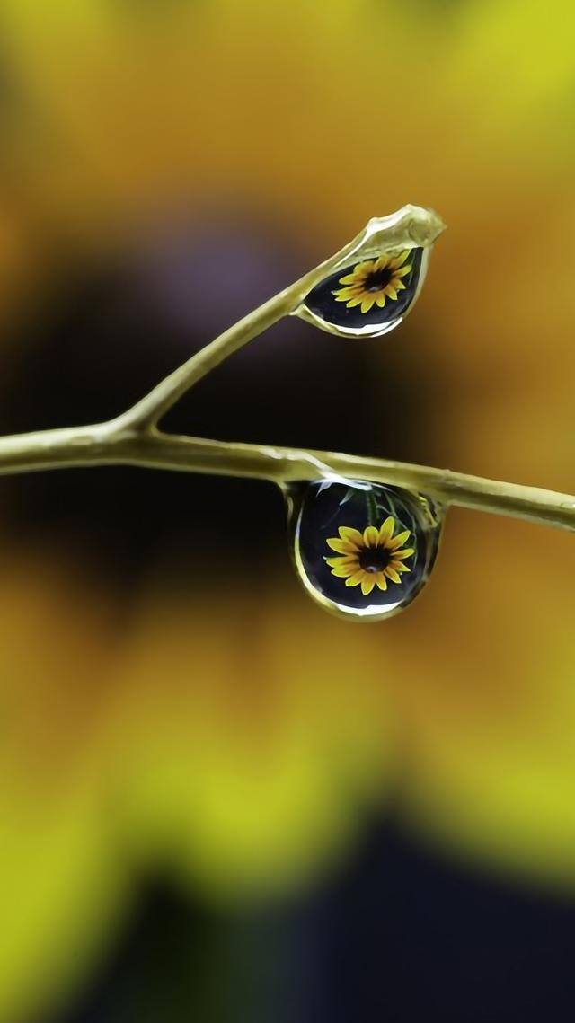 手机壁纸花（植物及花卉清新美图）