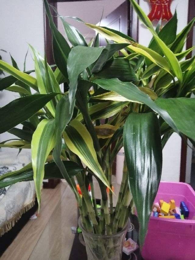 家里养什么花好 旺财 风水（这6种“富贵花”，寓意吉祥，富贵招财！）