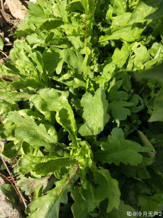 秋后种植什么比较合适（适合秋天种的10种蔬菜，一个月就能上饭桌，今年能吃完算我输！）