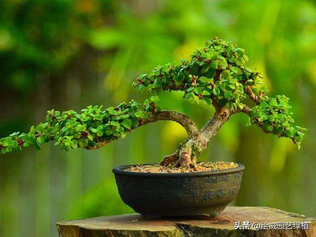 特别容易发财的名字（这8种植物，摆在家里能旺财！）