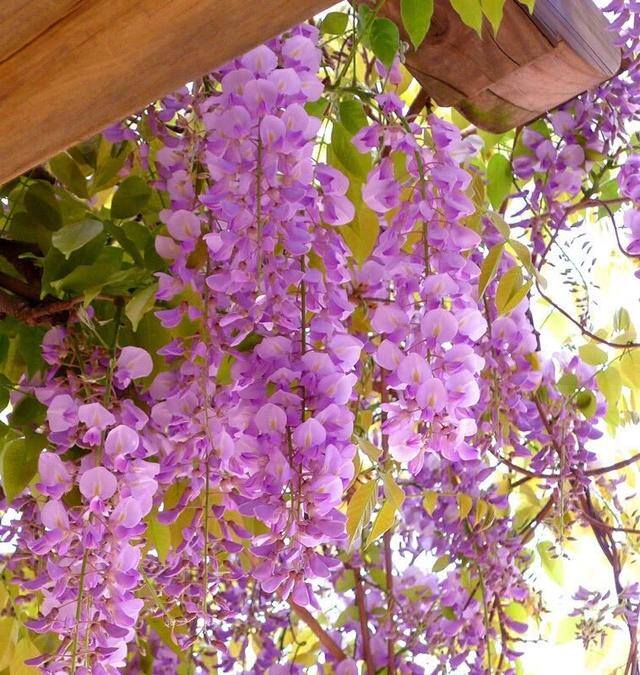 庭院花卉种植品种（最香的几种花卉植物）