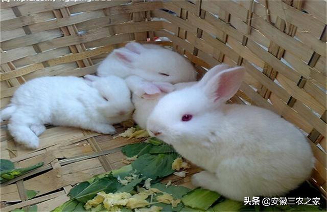 养兔子赚钱吗利润高吗（为什么养殖兔子的人越来越少了？）