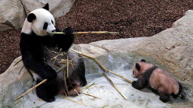 去哪个国家打工最挣钱比较安全（中国租借大熊猫的方式）