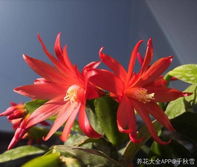 发财树摆放在家里什么位置好（家里养这几种植物，不仅能养花，还能聚财！）
