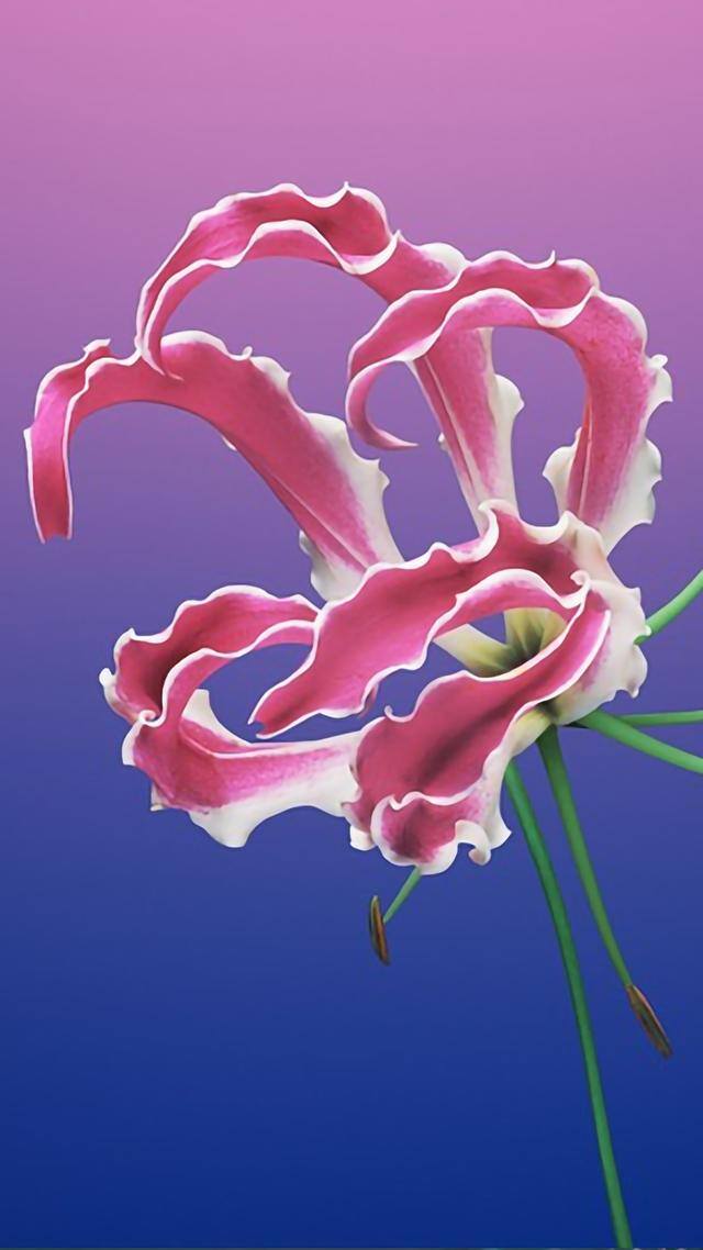 手机壁纸花（植物及花卉清新美图）