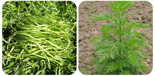 农村常见中草药300种（春天吃什么野菜？）
