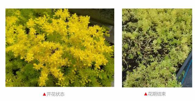 一亩地种什么挣10万（佛甲草在各类景观中的应用）