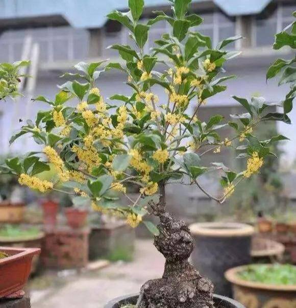 桂花树适合种在家里什么位置（冬天在室内如何养好桂花？）