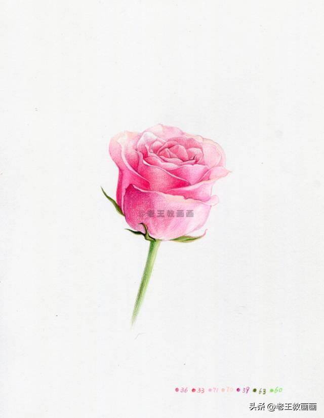 玫瑰怎么画才好看（彩铅玫瑰花（范画原稿展示））
