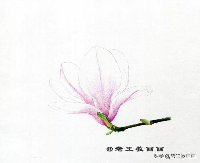 好看的花怎么画（玉兰花（完成稿及使用色号））