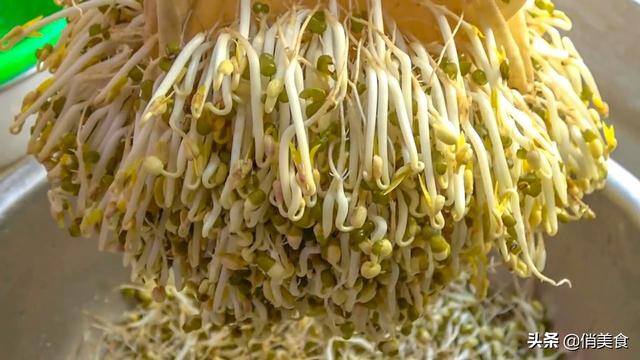 怎样发绿豆芽在家里（用重物压一下，豆芽才会又粗又壮第四：要4天，生豆芽，每天早晚又各浇一次水）