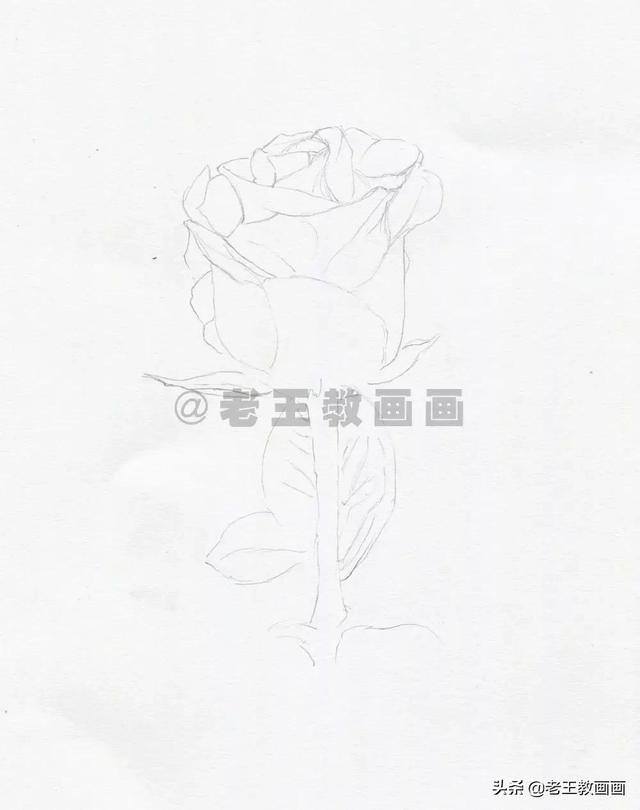 玫瑰花怎么画漂亮又复杂（彩铅教程｜马可·雷诺阿3100油性彩铅48色）