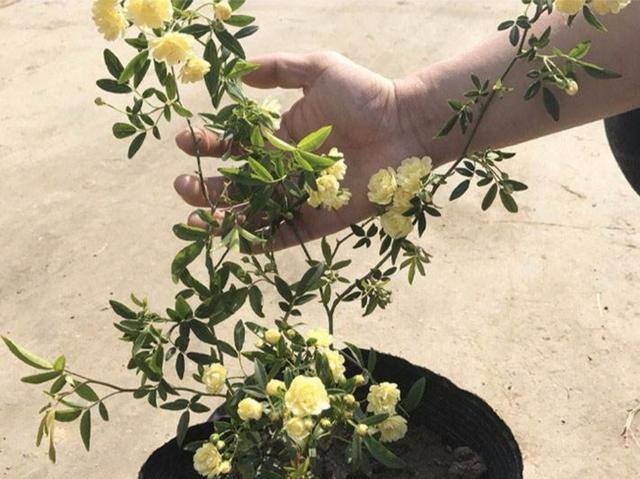 木香花的种植养护方法（买3一5年的木香花当年能开花吗？）