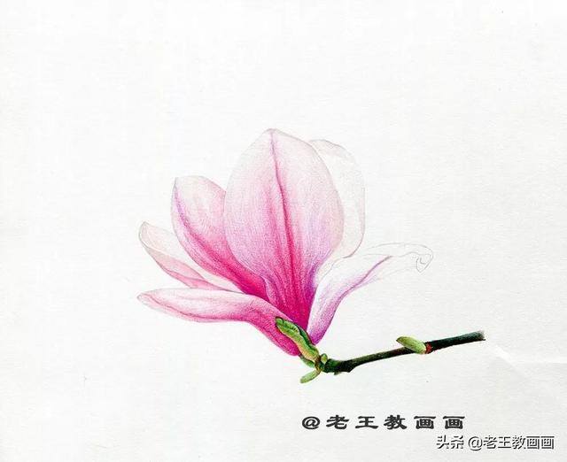 好看的花怎么画（玉兰花（完成稿及使用色号））