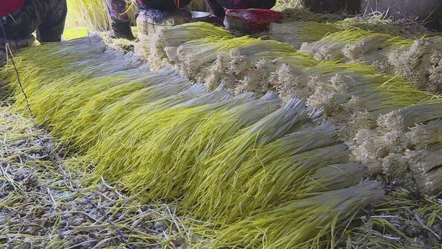 反季节蔬菜大棚种什么最挣钱（山东农民种蒜黄，一个大棚500多平方米，一斤5元你愿意干吗？）