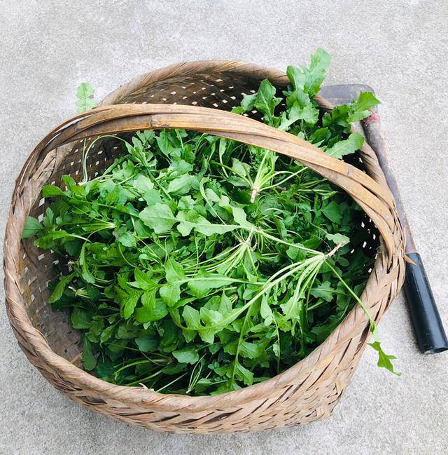 秋后种植什么比较合适（适合秋天种的10种蔬菜，一个月就能上饭桌，今年能吃完算我输！）