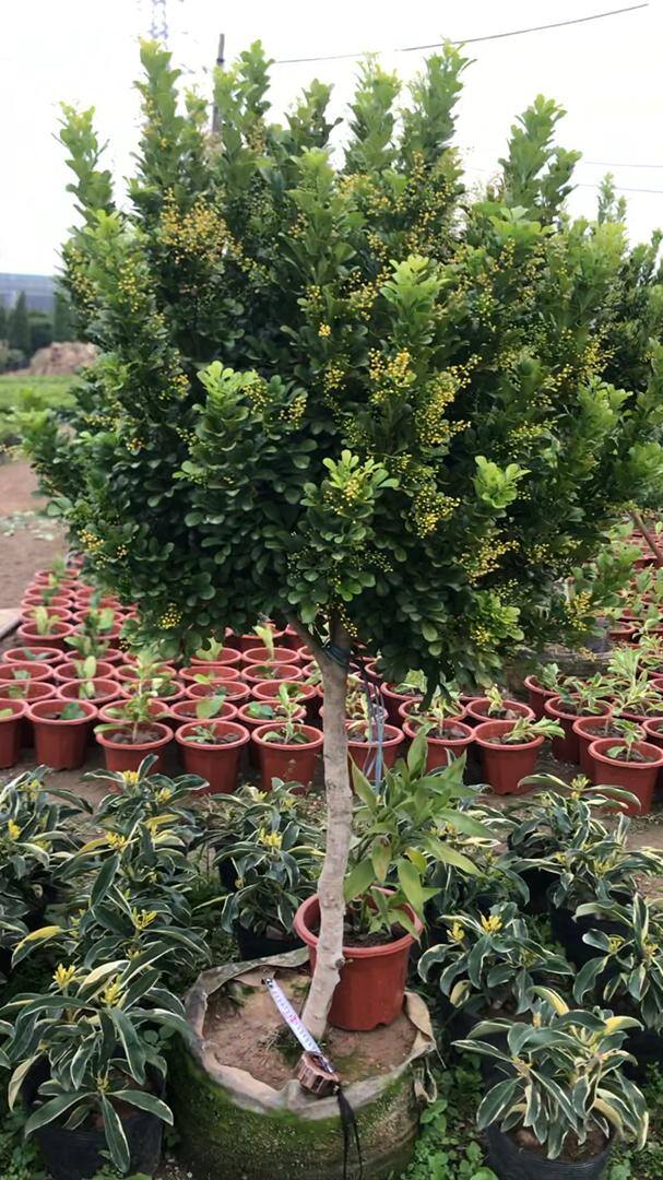 庭院花卉种植品种（最香的几种花卉植物）