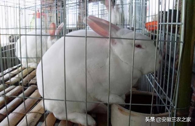 养兔子赚钱吗利润高吗（为什么养殖兔子的人越来越少了？）