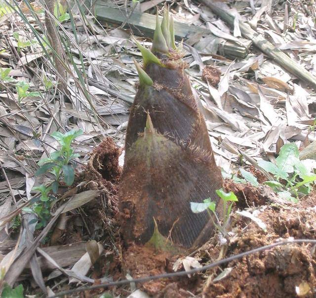 农村常见中草药300种（春天吃什么野菜？）