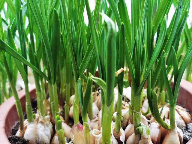秋后种植什么比较合适（适合秋天种的10种蔬菜，一个月就能上饭桌，今年能吃完算我输！）