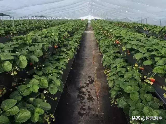 无土种植（有机生态型无土栽培技术）