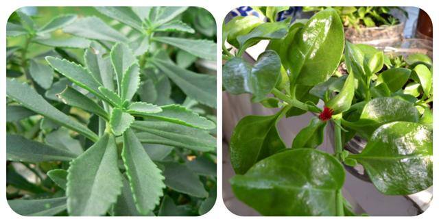 农村常见中草药300种（春天吃什么野菜？）