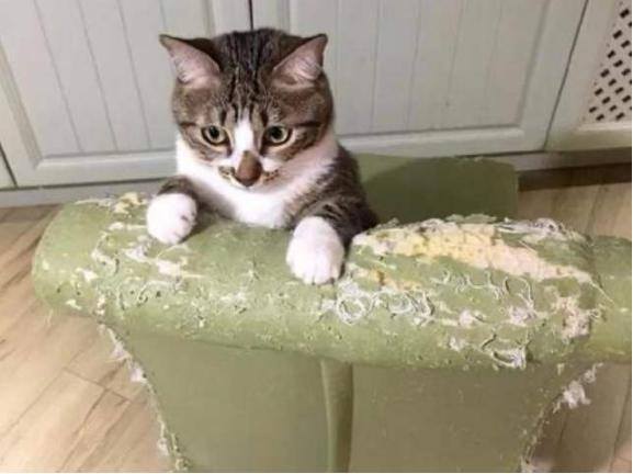 家里养猫好吗（养猫的6大坏处，看完你还敢养猫吗？）